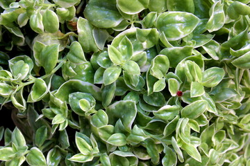 Green leaves with red berries growing on a flower bed.