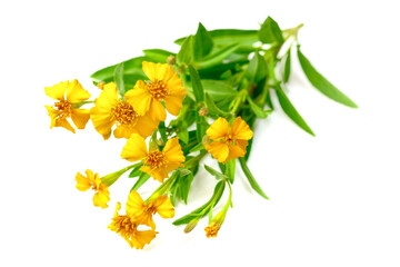 fresh blooming Mexican tarragon isolated on white background