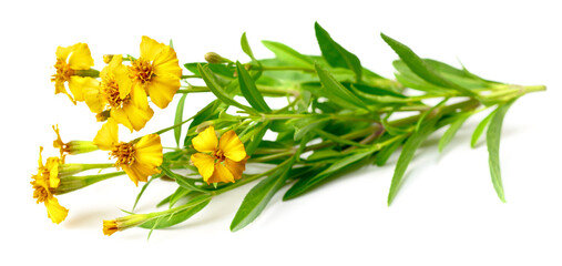 fresh blooming Mexican tarragon isolated on white background