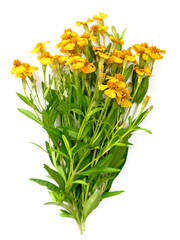 bunch of fresh Mexican tarragon flowers isolaed on white background, top view