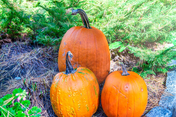 Orange Pumpkins on a garden - Autumn and Halloween concept.