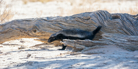 Honey Badger