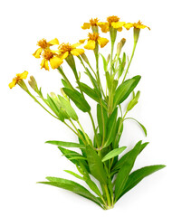 fresh sweet marigold flowers isolated on white background, top view