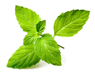 fresh mint herb isolated on white background