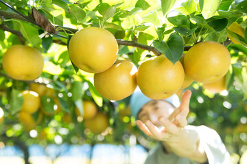 梨を収穫する農家