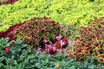 Different types of Coleus flowers bloom in the open air.