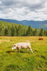 Fototapeta na wymiar Cattle grazing on a mountain pasture.
