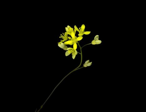 Biscutella laevigata, the buckler mustard, is a species of flowering plant in the family Brassicaceae, studio shot, black background