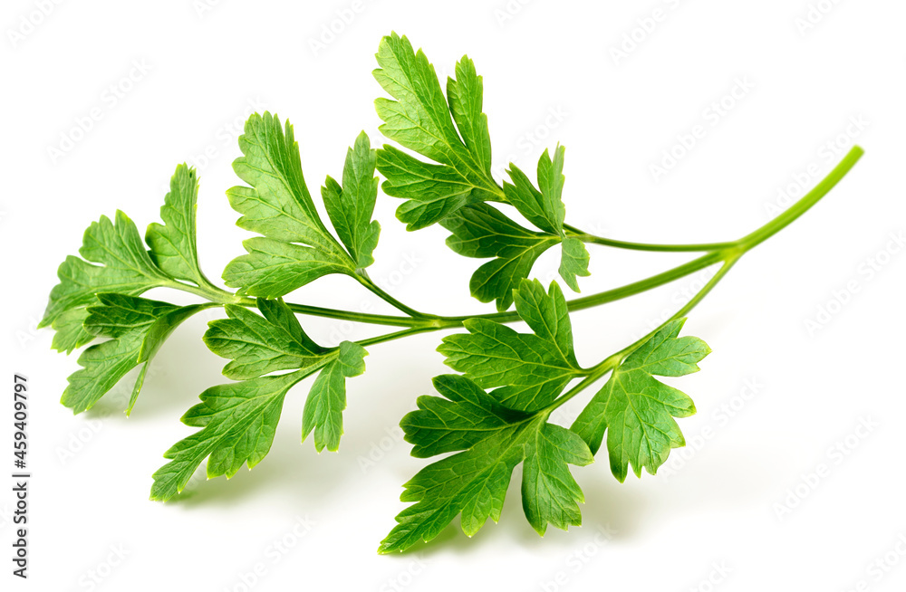 Sticker fresh flat-leaf parsley herb isolated on white background