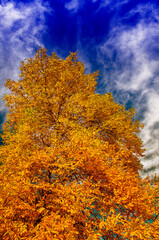 Autumn colors of tree against blue sky. Foliage background.