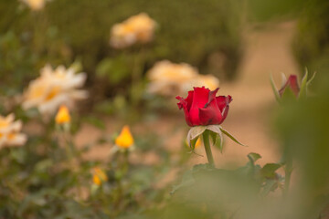 Obraz na płótnie Canvas red rose flower on orange blurred background and flowers yellow