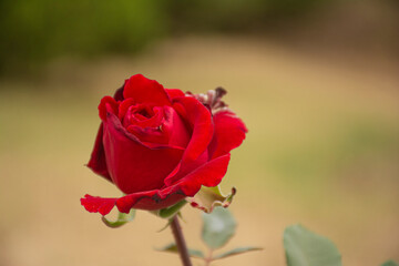 red rose flower on orange blurred background