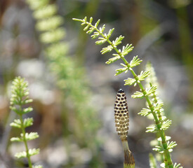 Horse tail with a strobilus