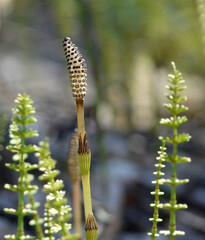 Equisetum strobilus