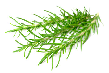 fresh rosemary isolated on white background