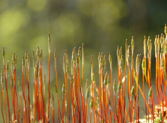 Moss sporophytes