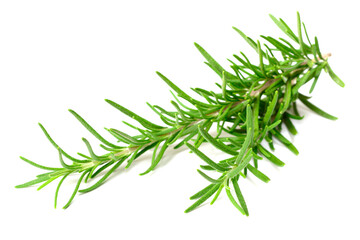 fresh rosemary isolated on white background