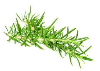 fresh rosemary isolated on white background
