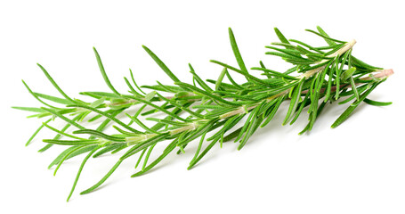 Fototapeta premium fresh rosemary isolated on white background