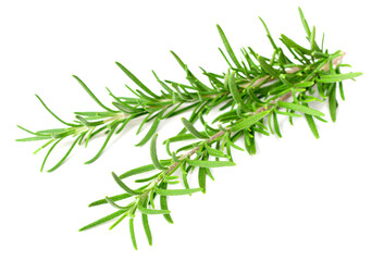 fresh rosemary isolated on white background