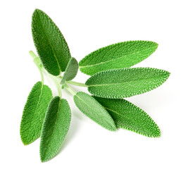 fresh sage herb isolated on white background