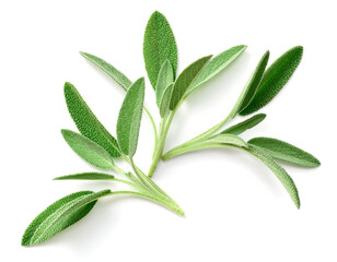 fresh sage herb isolated on white background, top view