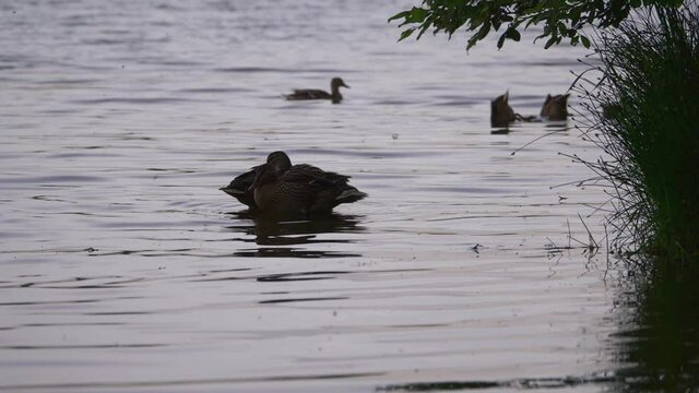 Ducks mallard and hen at dusk silhouettes on water