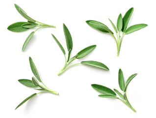 fresh sage herb isolated on white background, top view