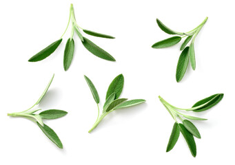 fresh sage herb isolated on white background, top view