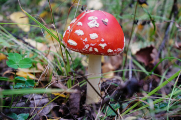 Poisonous mushroom red fly agaric close up