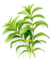 fresh stevia isolated on white background, top view