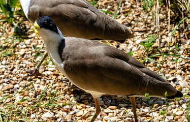 Vanellus miles known as masked lapwing, masked or spur-winged plover is a large, common and...