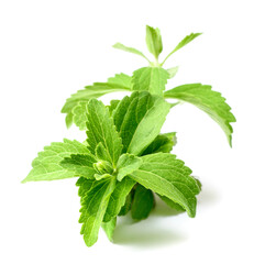 fresh stevia isolated on white background