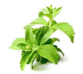 fresh stevia isolated on white background