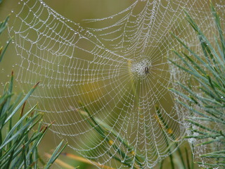 spider in a spider web with dew drops