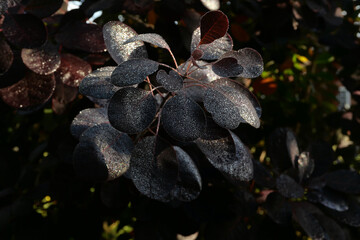 Dark red dew covered continus or smoke bush in morning sun