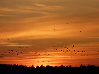 Dramatic sunset with a flock of cranes