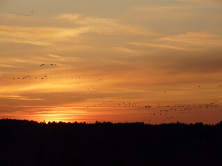 birds flying in sunset over the forest