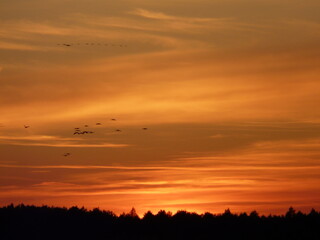 sunset with flock of birds in the nature