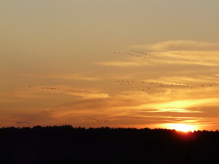 Cranes flying to a sunset