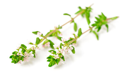 fresh thyme flowers isolated on white background