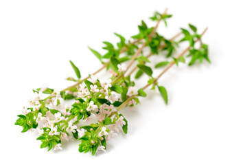 fresh thyme flowers isolated on white background