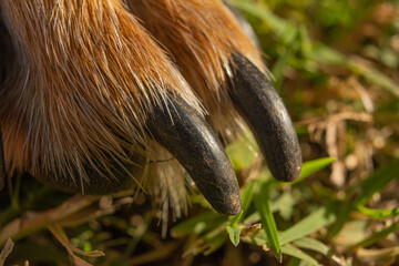 dog paw and nails
