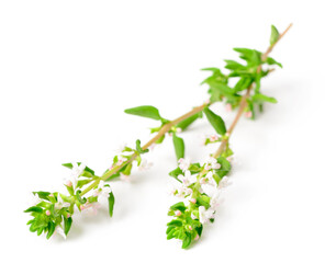 fresh thyme flowers isolated on white background