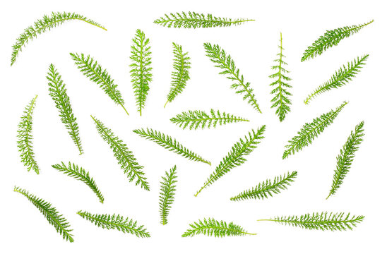 fresh yarrow leaves isolated on white background, top view
