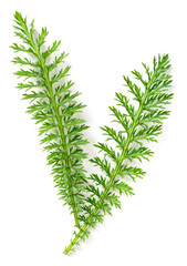 fresh yarrow leaves isolated on white background, top view
