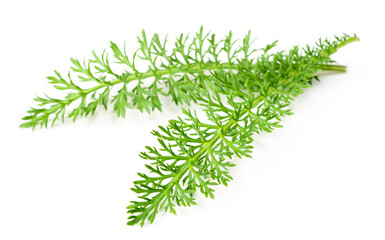 fresh yarrow leaves isolated on white background