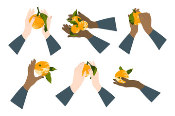 Hand holding juicy orange, mandarin, clementine, tangerine. Fresh citrus fruit. Christmas mood. Healthy organic food. Ripe fruits with leaves. Vector flat cartoon botanical illustration