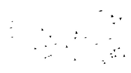 A large flock of flying birds. Free birds. Vector illustration