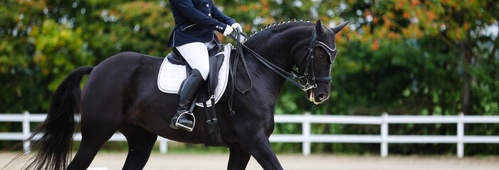 Black dressage horse, close-up of the horse's body from the side closely cropped with rider in the...